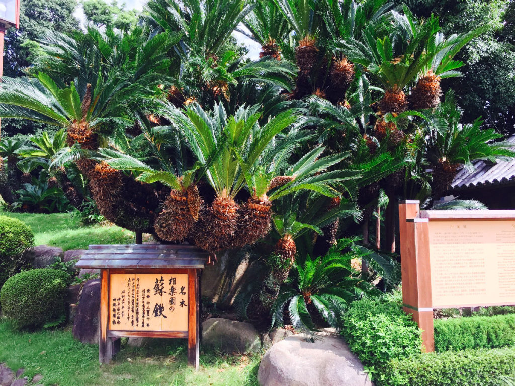 相楽園の蘇鉄（そうらくえんのそてつ）：兵庫県神戸市 | エコロキア