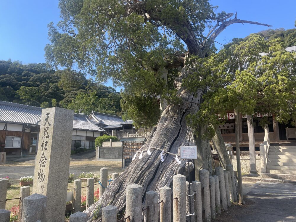 河上神社のイブキ（かわかみじんじゃのいぶき）：兵庫県洲本市