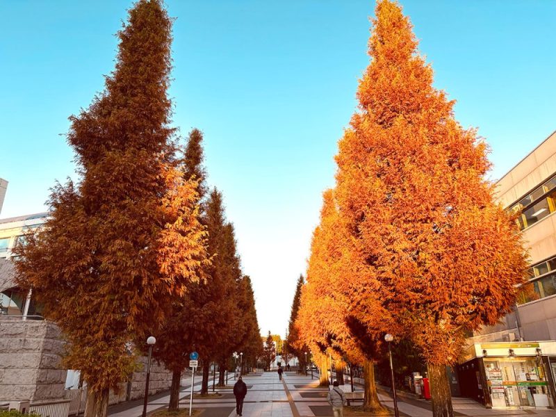 紅葉　落葉樹 約1メートル 大小セット 紅葉 落葉樹 約1メートル 大小セット