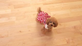 シルバーチェリー施工事例