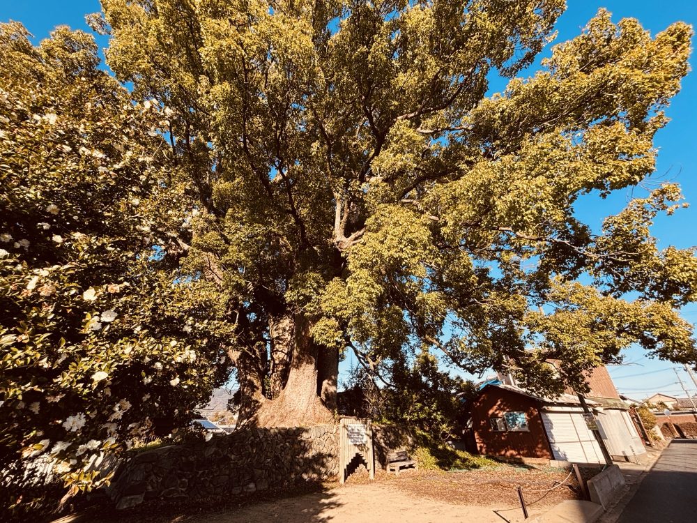 十五社の楠（じごせのくすのき）：和歌山県伊都郡かつらぎ町