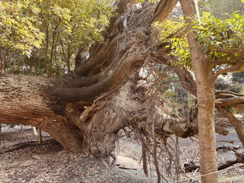 クスノキ 石清水神社のクスノキ