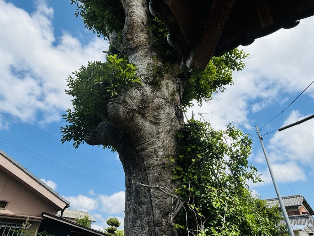 モチノキの巨樹・巨木｜地域に根付き人々に守られてきた常緑樹