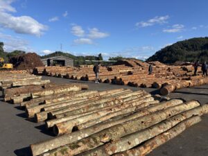 島根県内の製材所に並ぶ原木の山。