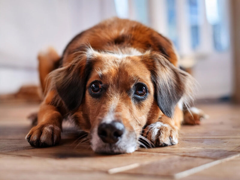 無垢フローリングの上で伏せてくつろぐ中型犬。床の滑りやすさに配慮したいペットとの暮らしをイメージさせるシーン。