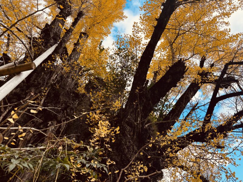 秋の御所市で黄金色に色づいた一言主神社の巨大なイチョウの木を見上げる構図。青空と深い幹のコントラストが美しい。