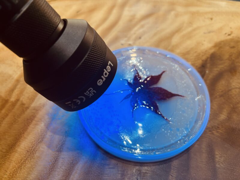 もみじ入りのコースターにUVライトを照射し、硬化させている様子。