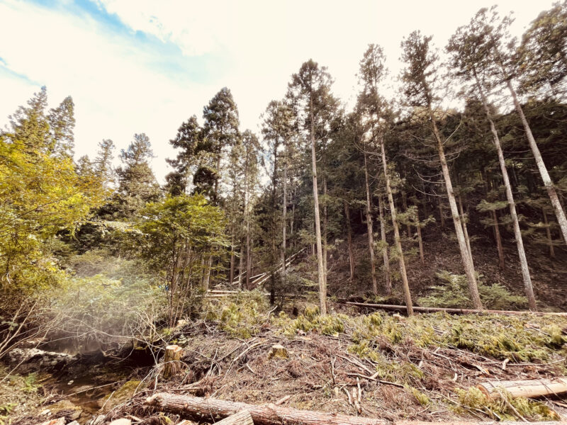 吉野地方の山林で計画的に育てられた杉の人工林。間伐後の斜面に立つ細くまっすぐな杉が並ぶ様子