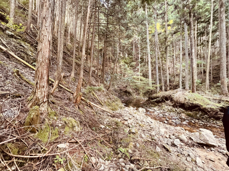吉野地方の沢沿いに広がる杉の人工林。水の流れる谷筋で育つ吉野杉の立木と森林環境