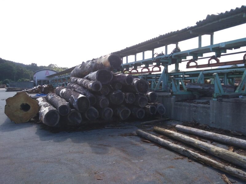 製材所の土場に積まれた大径木の丸太と搬送ライン設備