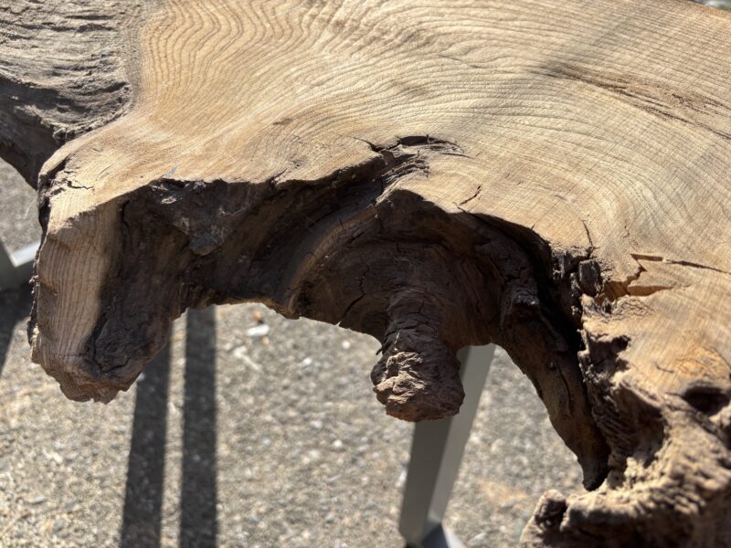 神代ニレ一枚板の耳部分 自然に形成された凹凸と割れが残る状態