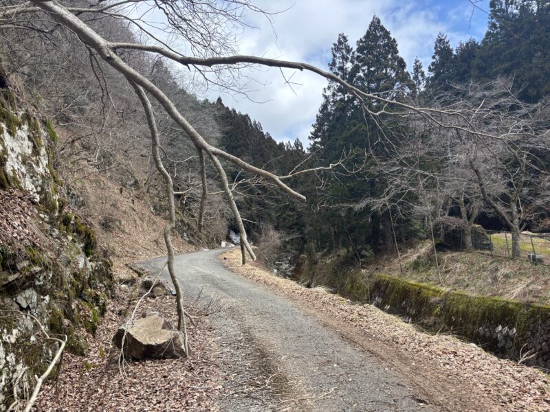 兵庫県宍粟市の山林道路に垂れ下がる大きな枝｜糸井の大カツラへ向かう途中の険しい山道