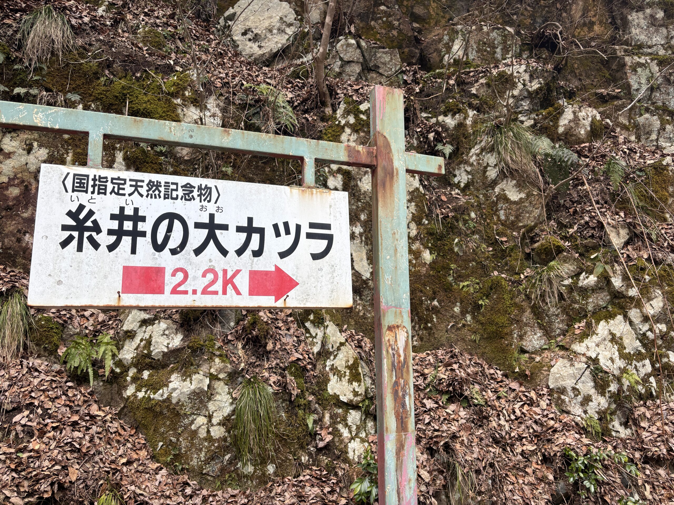 国指定天然記念物「糸井の大カツラ」案内看板｜残り2.2km地点