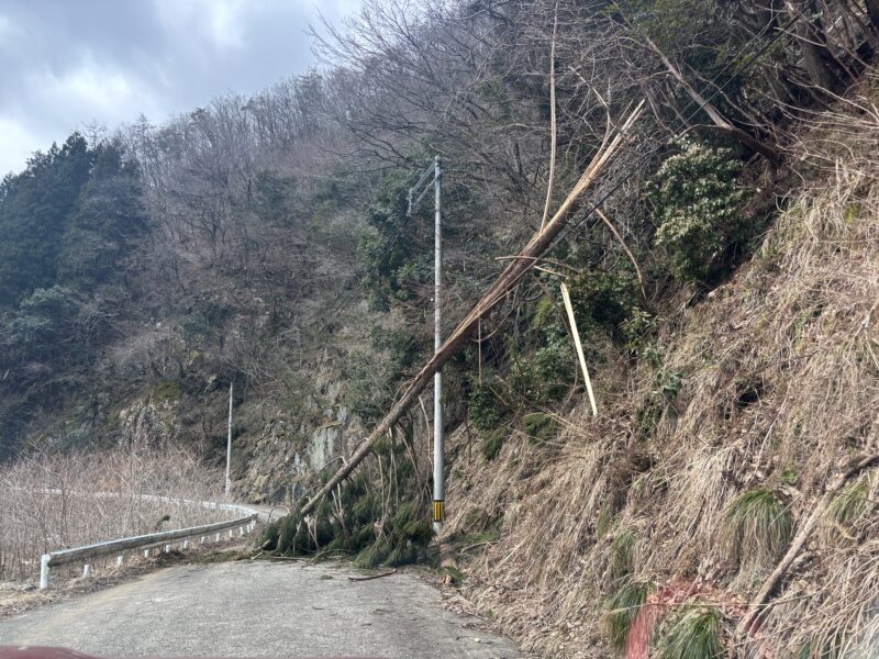 宍粟市の山道で電線に倒れ込む大木｜糸井の大カツラへ向かう林道で通行不能になった倒木